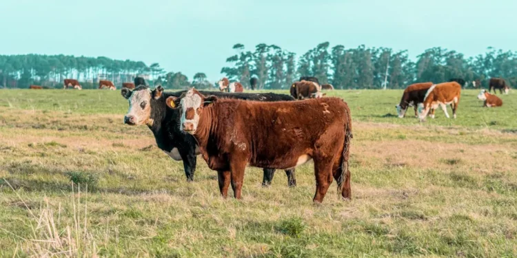 “Desenvolvimento Econômico: Políticas e Impactos na Sociedade”