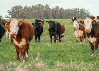 “Desvendando a Economia: Impacto na Vida de Todos”