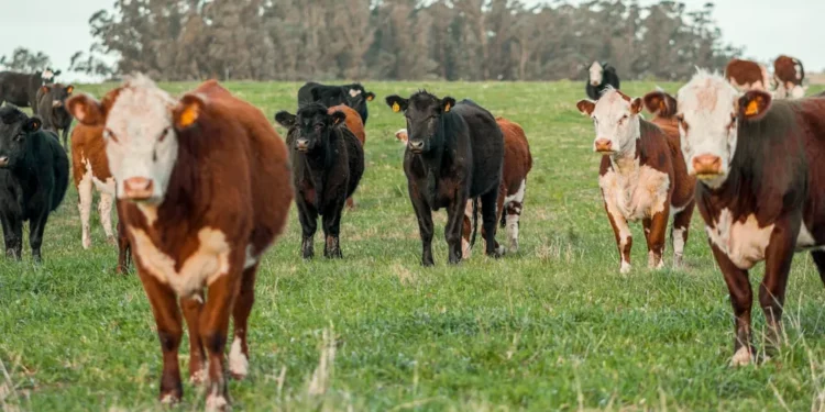 “Desvendando a Economia: Impacto na Vida de Todos”