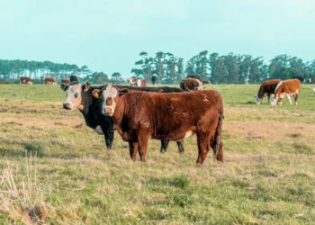 “Economia e Mercado Imobiliário: A História de Olivia Traven”