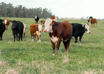 “Economia: O poder das experiências positivas”