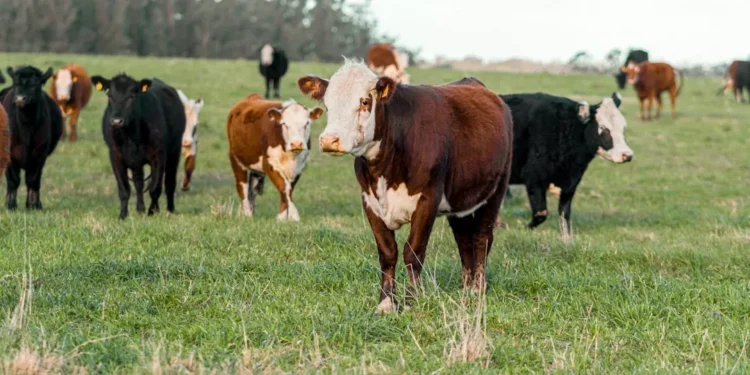 “Economia: O poder das experiências positivas”
