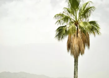 “O Futuro do Mercado Imobiliário na Costa del Sol”