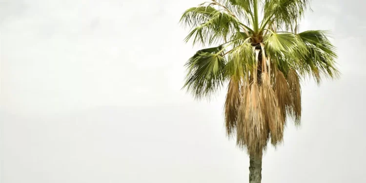 “O Futuro do Mercado Imobiliário na Costa del Sol”