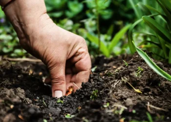 Agricultores do Baixo Alentejo reivindicam reposição de apoios