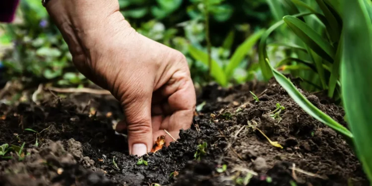 Agricultores do Baixo Alentejo reivindicam reposição de apoios
