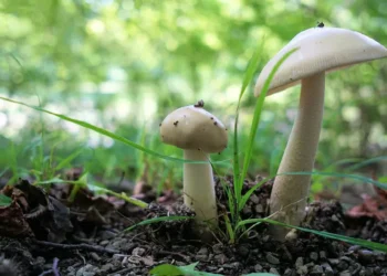 Empresa CUGA e UTAD anunciam colaboração para tornar produção de cogumelos mais eficiente