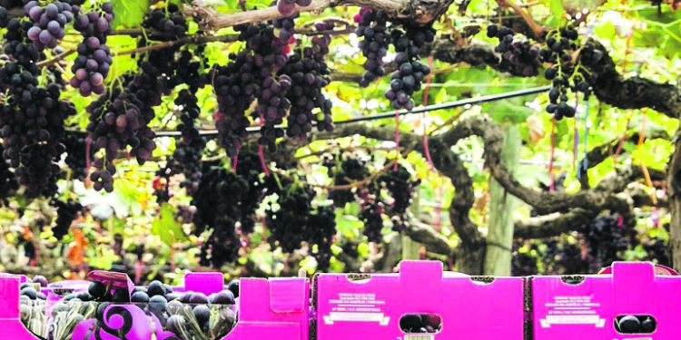 Vale da Rosa e private equity Crest não chegam a acordo