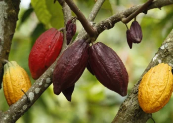 Cacau oscila em mínimas de 4 meses; açúcar bruto se recupera