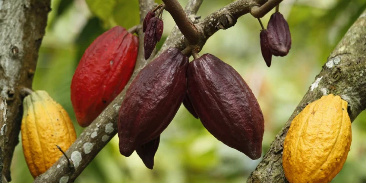 Cacau oscila em mínimas de 4 meses; açúcar bruto se recupera