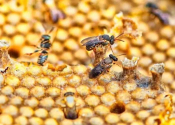 Terremoto é registrado na Região Metropolitana de Belo Horizonte