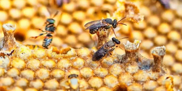 Terremoto é registrado na Região Metropolitana de Belo Horizonte