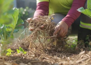COP30: Visita técnica será realizada por senadores em Belém
