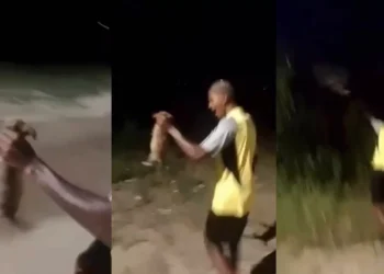 RJ: jovem arremessa cachorro em matagal e animal é encontrado morto