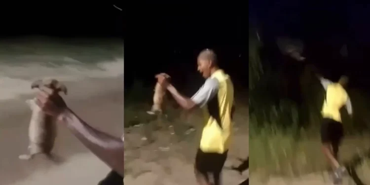 RJ: jovem arremessa cachorro em matagal e animal é encontrado morto