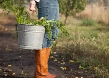 CONFAGRI alerta para necessidade de reforço orçamental no investimento do PEPAC