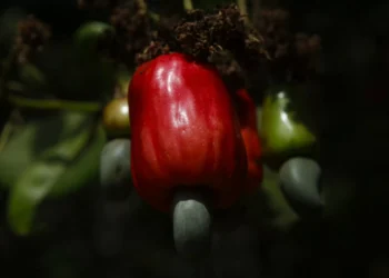 Moçambique estima que produção de castanha de caju aumente 23%