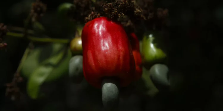 Moçambique estima que produção de castanha de caju aumente 23%