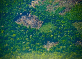 Justiça condena cinco pessoas por desmatamento da Amazônia