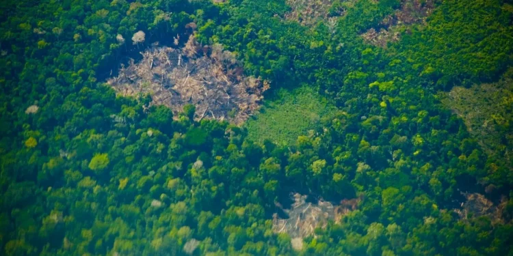 Justiça condena cinco pessoas por desmatamento da Amazônia