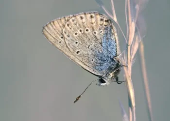 Como aplicar repelente?