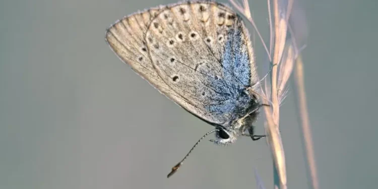 Como aplicar repelente?