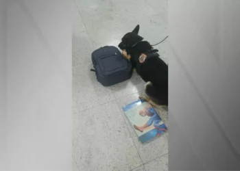 Sueco com cocaína em livro infantil é preso no Aeroporto de Guarulhos
