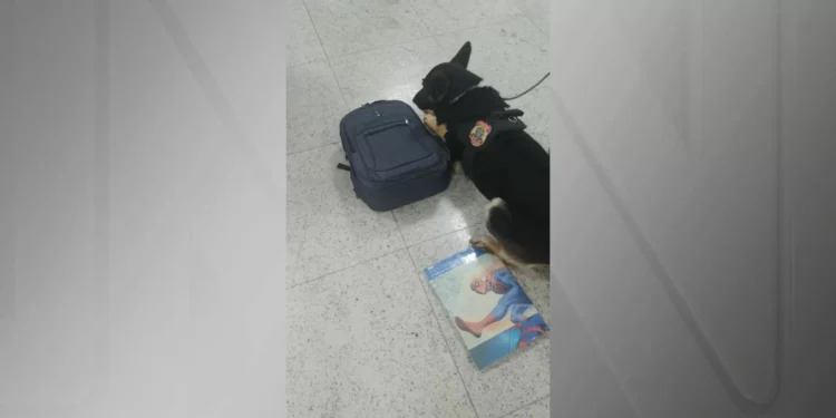 Sueco com cocaína em livro infantil é preso no Aeroporto de Guarulhos
