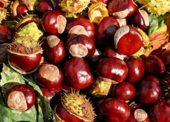 Incêndios com forte impacto na produção nacional de castanha