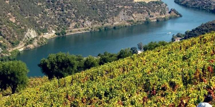 Investimento de 5 milhões no Centro de Vinificação do Vale do Douro já arrancou