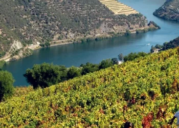 Investimento de 5 milhões no Centro de Vinificação do Vale do Douro já arrancou