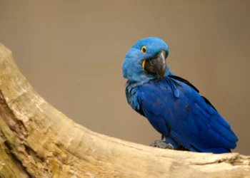 “A biodiversidade não fala apenas inglês, francês ou espanhol. Fala também português e malaio”