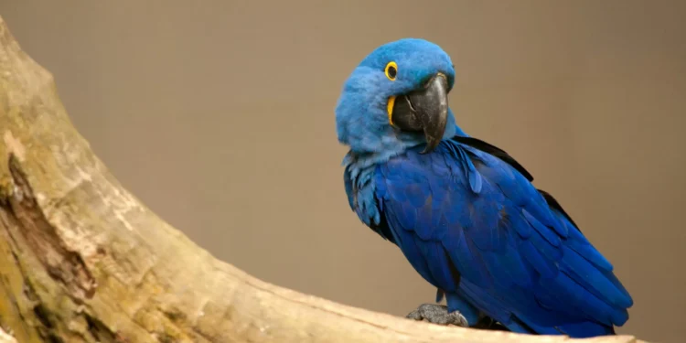 “A biodiversidade não fala apenas inglês, francês ou espanhol. Fala também português e malaio”