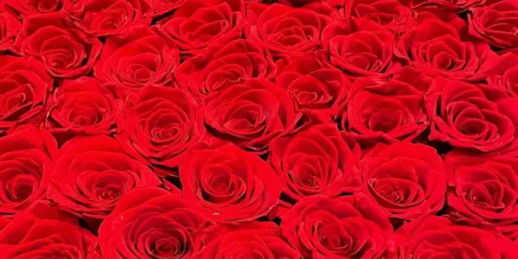 Roses Kingdom investe 1,2 milhões de euros no cultivo de rosas na Moldávia