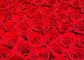 Roses Kingdom investe 1,2 milhões de euros no cultivo de rosas na Moldávia