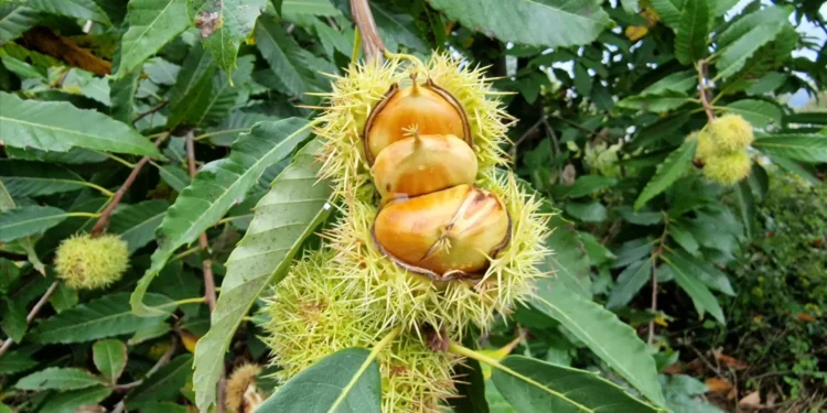 Incêndios e seca provocam quebra de 75% na produção da castanha martaínha