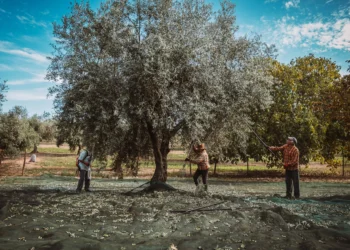 A velha oliveira e o futuro de Moura: história de uma cooperativa