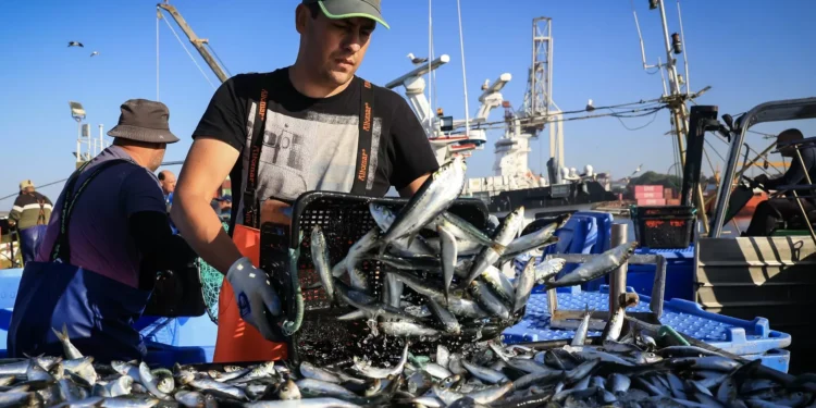 Portugal vai pescar menos carapau, solha e linguado em 2026. Governo considera acordo europeu “positivo”