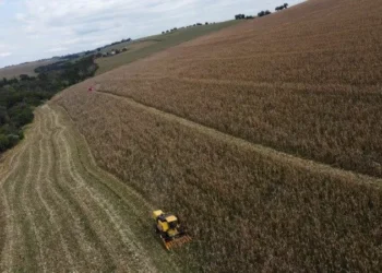 AgRural eleva previsão para safras de soja e milho do Brasil; colheita está acelerada